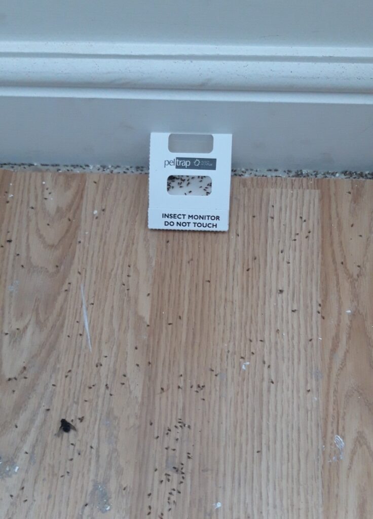 Floor mounted insect blunder trap surrounded by tiny flies