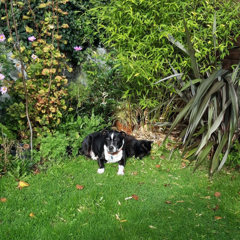 Black and white Staffordshire bull terrier dog and black cat sitting together in a sunny garden
