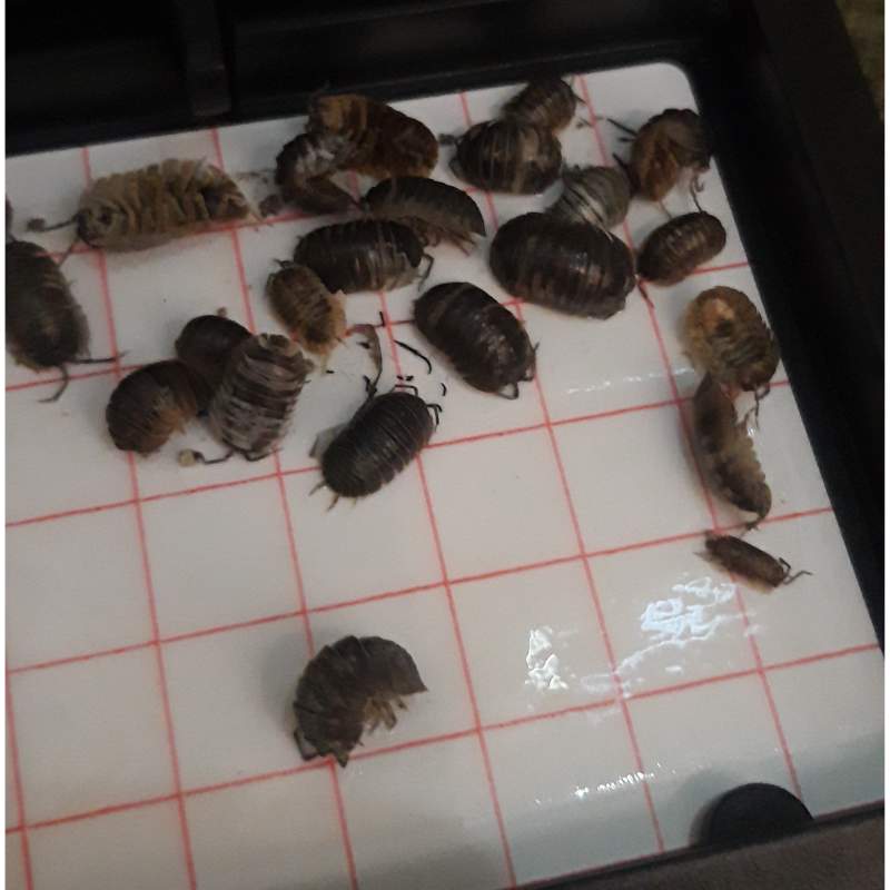 Group of pill bug insects on a sticky trap