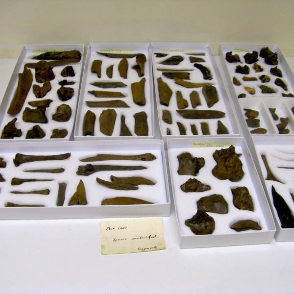 Museum services carried out on a NHM collectioneven flat trays of Stone Age bones laid neatly in Plastazote foam.